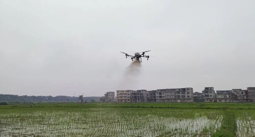 berita perusahaan terbaru tentang Kota Kuno: Drone "di tugas" untuk membantu stabil produksi beras dan meningkatkan pendapatan
